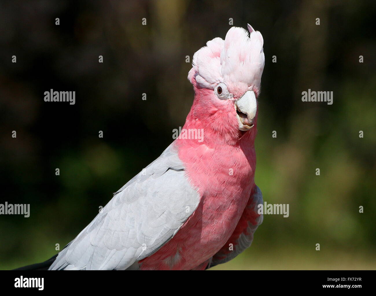 Australian Rose breasted Cockatoo o Galah Cockatoo (Eolophus roseicapilla) Foto Stock