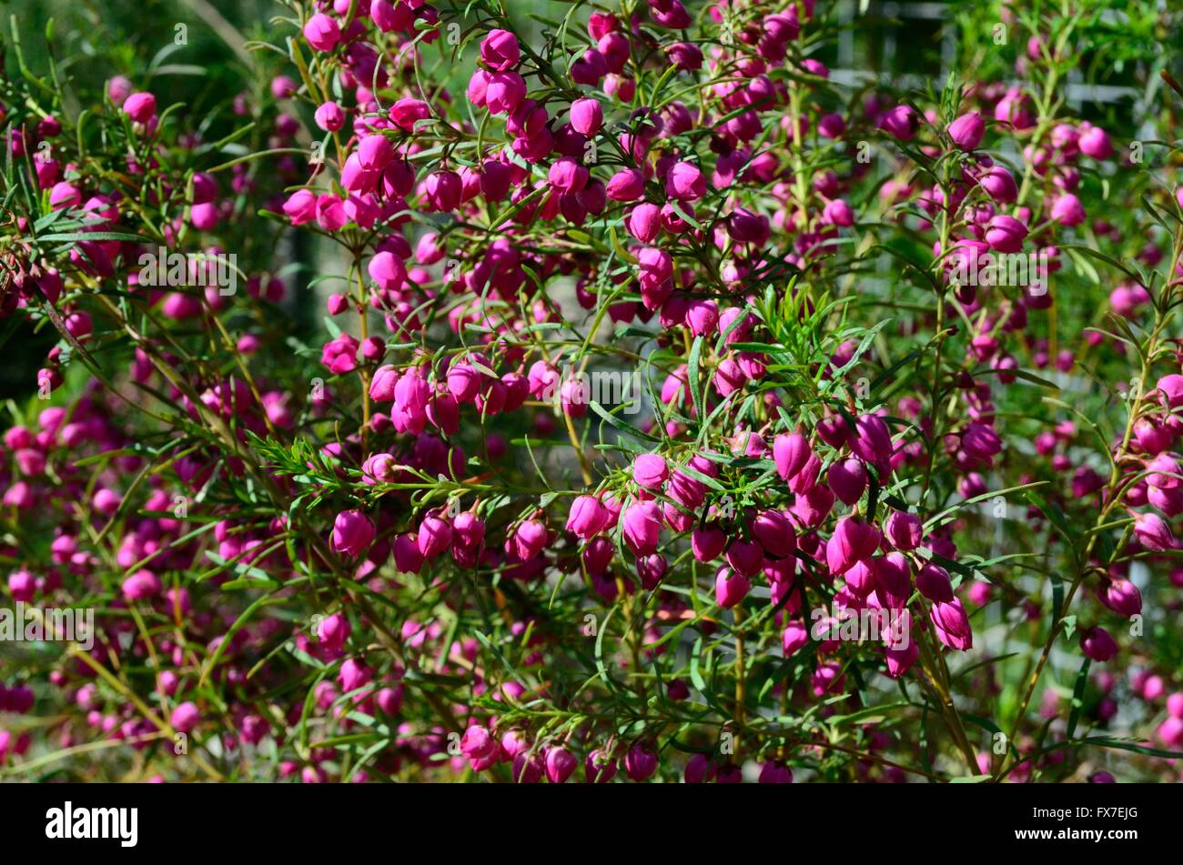 Boronia heterophilla piccolo rosso porpora fiori Foto Stock