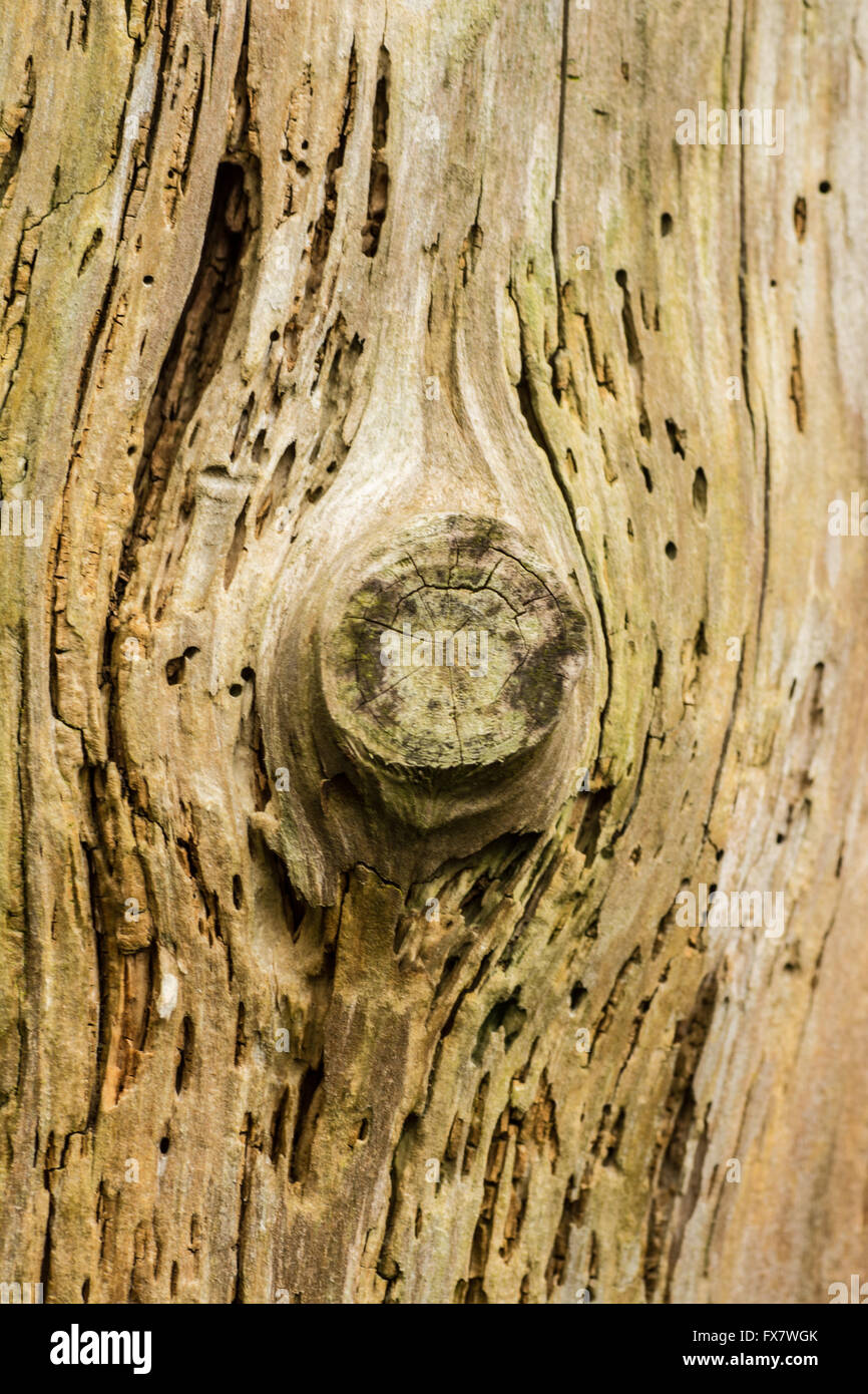 Nodo di legno Foto Stock