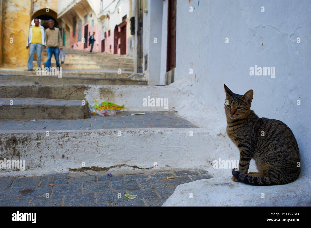 Il Marocco, Tangeri gatto sulla Medina Foto Stock