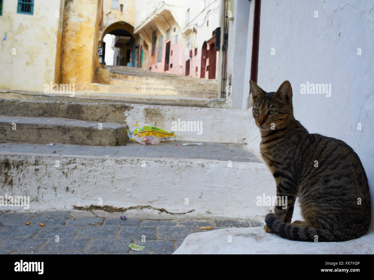 Il Marocco, Tangeri gatto sulla Medina Foto Stock