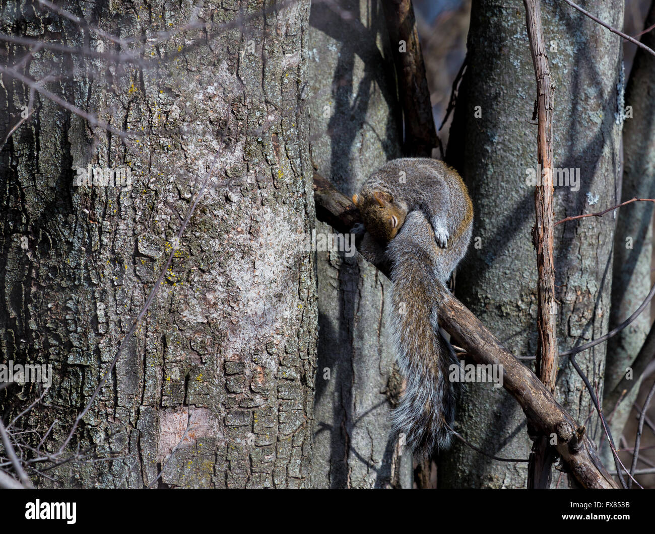 Il degli scoiattoli grigi nativo a est e del Midwest degli Stati Uniti e del Canada Foto Stock