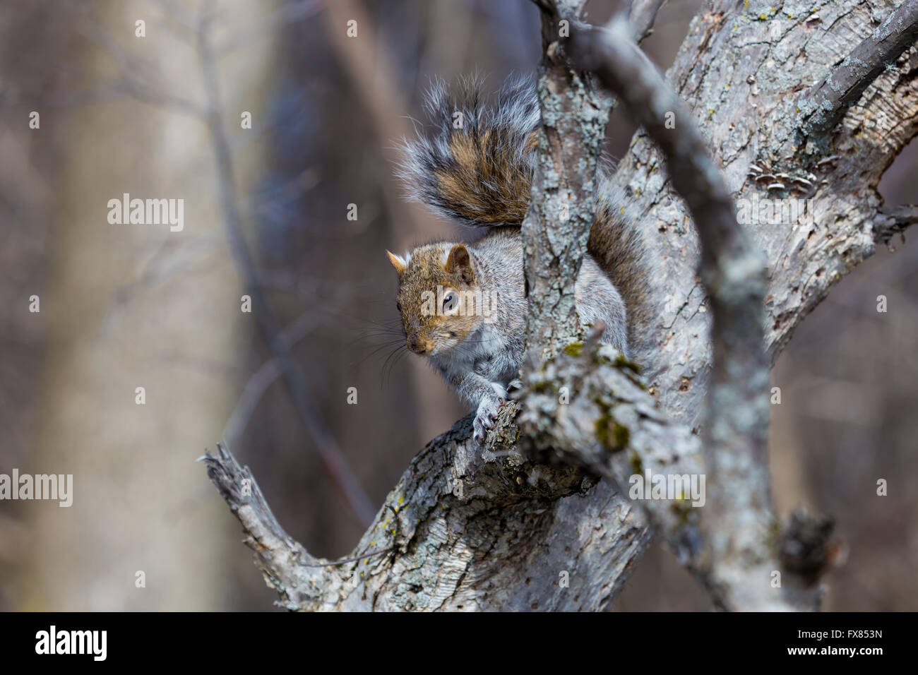 Il degli scoiattoli grigi nativo a est e del Midwest degli Stati Uniti e del Canada Foto Stock