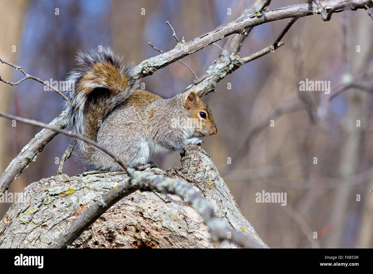 Il degli scoiattoli grigi nativo a est e del Midwest degli Stati Uniti e del Canada Foto Stock