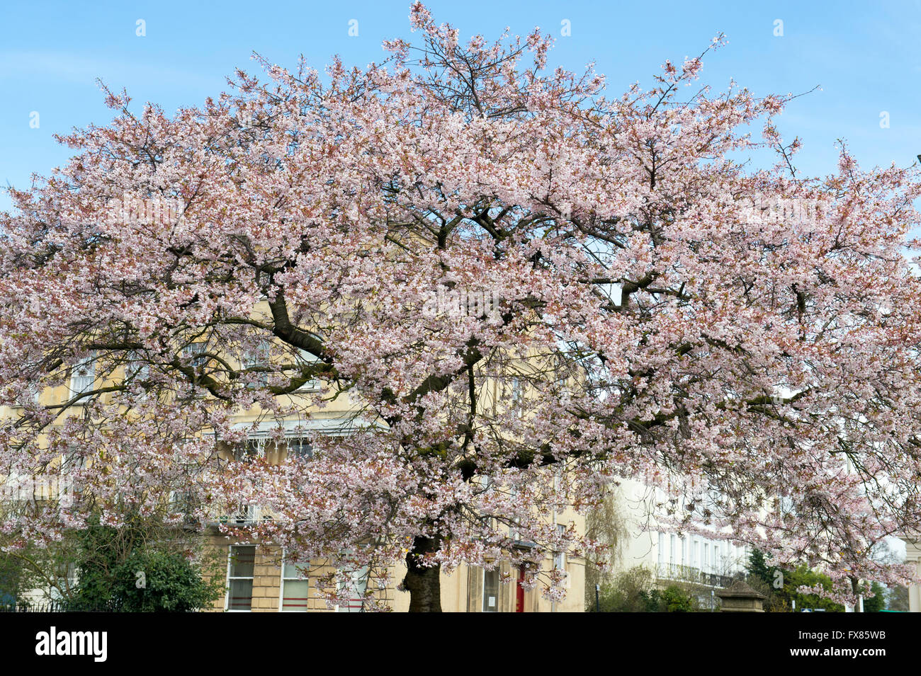 Prunus. Gli alberi di ciliegio in fiore a Berkeley Square. Cheltenham, Gloucestershire, Inghilterra Foto Stock
