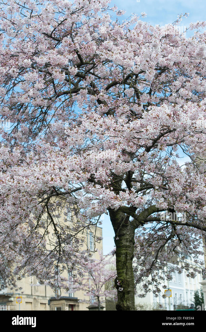 Prunus. Gli alberi di ciliegio in fiore a Berkeley Square. Cheltenham, Gloucestershire, Inghilterra Foto Stock