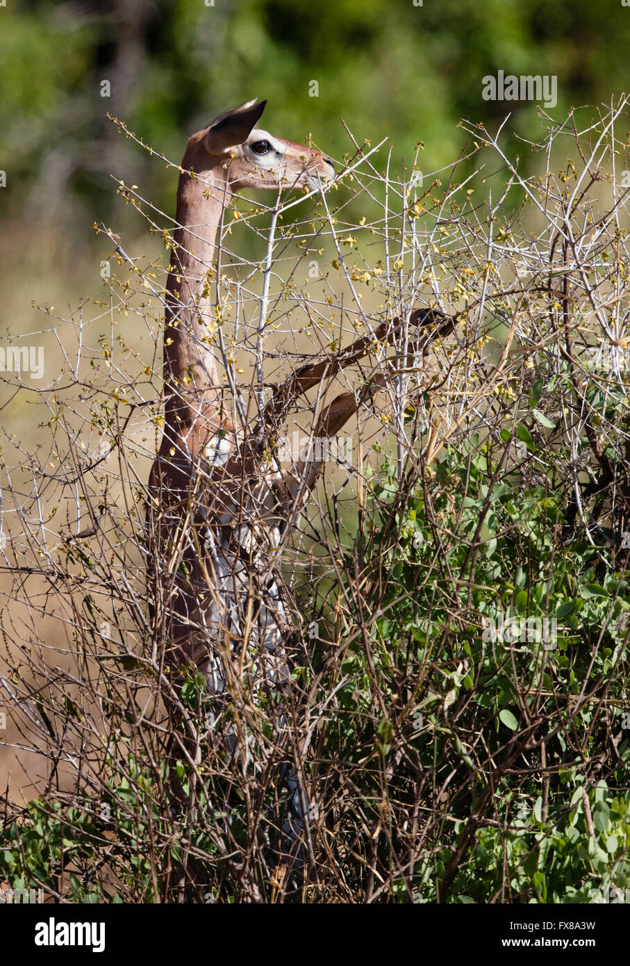 Gerenuk ( Litocranius walleri ) in posizione eretta per mangiare il più alto di gronda a Bush - Parco Nazionale Tsavo Kenya Africa orientale Foto Stock