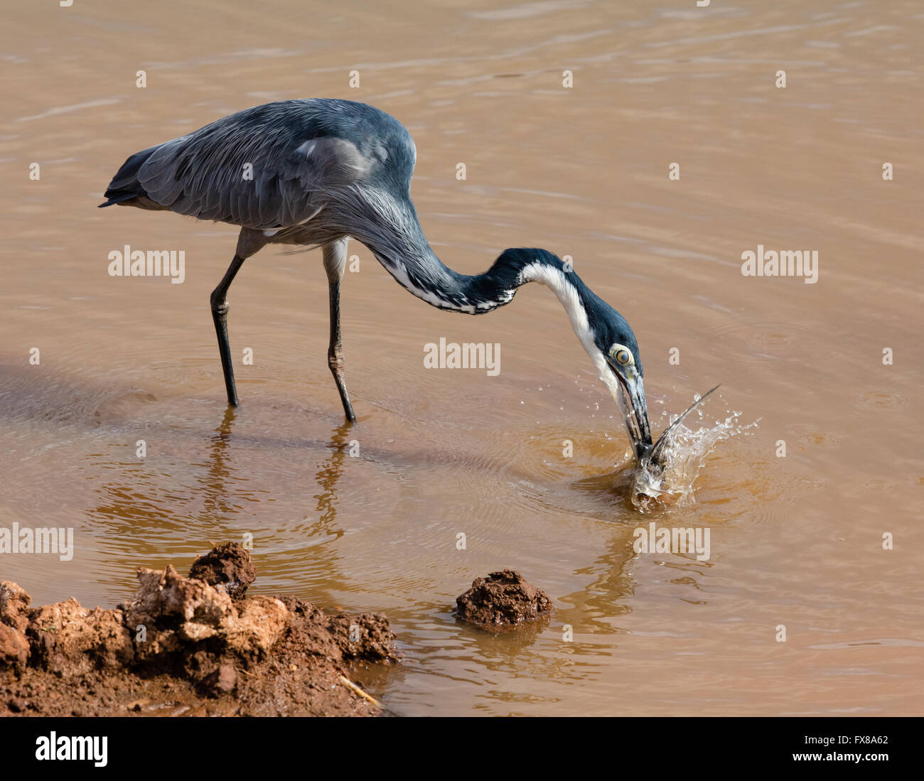 Testa nera Heron Ardea melanocephala ingestione di un ferito inghiottire in un waterhole inTsavo Parco Nazionale del Kenya Africa orientale Foto Stock