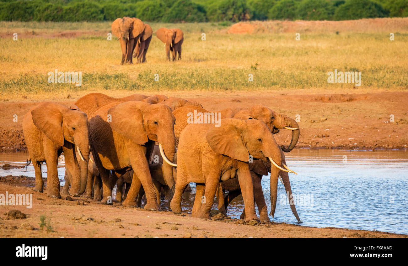 Branco di elefanti africani Loxodonta africanus arriva in corrispondenza di un foro di irrigazione nel Tsavo National Park nel Sud del Kenya Foto Stock