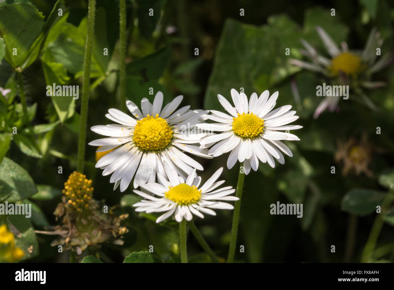 Daisy fiore in primavera Foto Stock