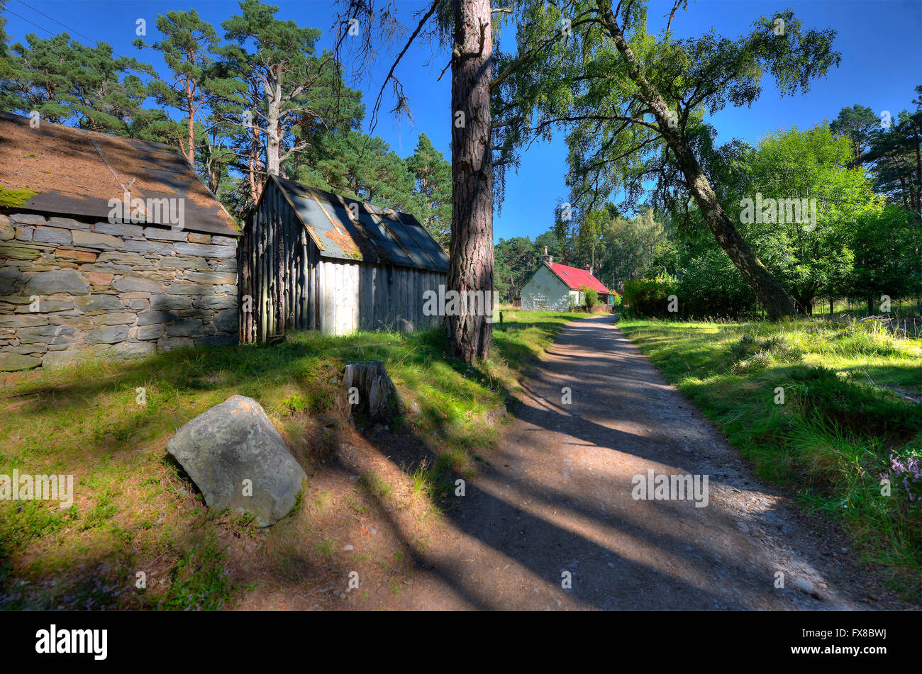 Un angolo di foresta Rothiemurchus, Cairngorms, Highlands Foto Stock