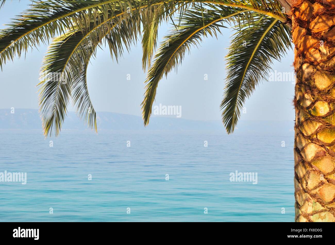 Palm Tree sul lato destro del telaio con il mare sullo sfondo Foto Stock