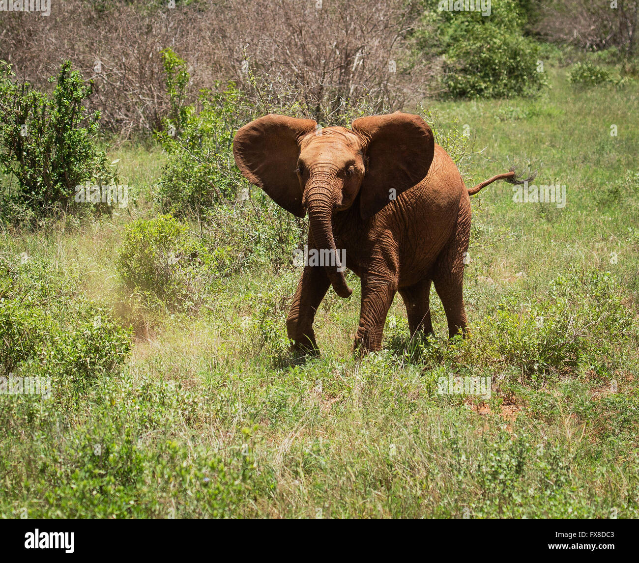 Un toro giovane elefante praticando una simulazione di carica per scongiurare eventuali intrusi - parco nazionale orientale di Tsavo Kenya Foto Stock