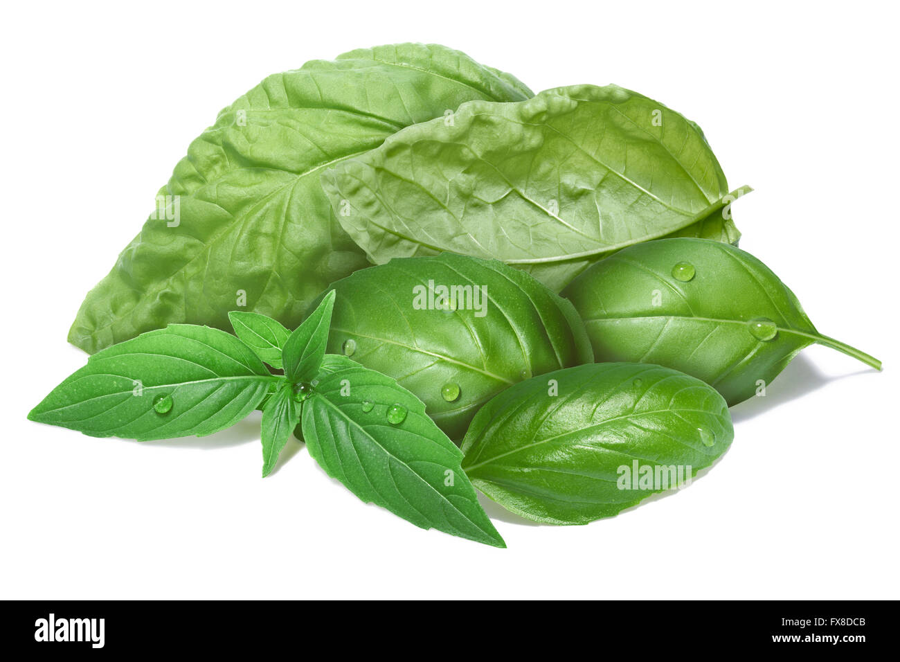 Foglie di basilico raggruppati, diverse cultivar. Separare i tracciati di ritaglio per entrambi di foglie e di ombra, infinita profondità di campo Foto Stock