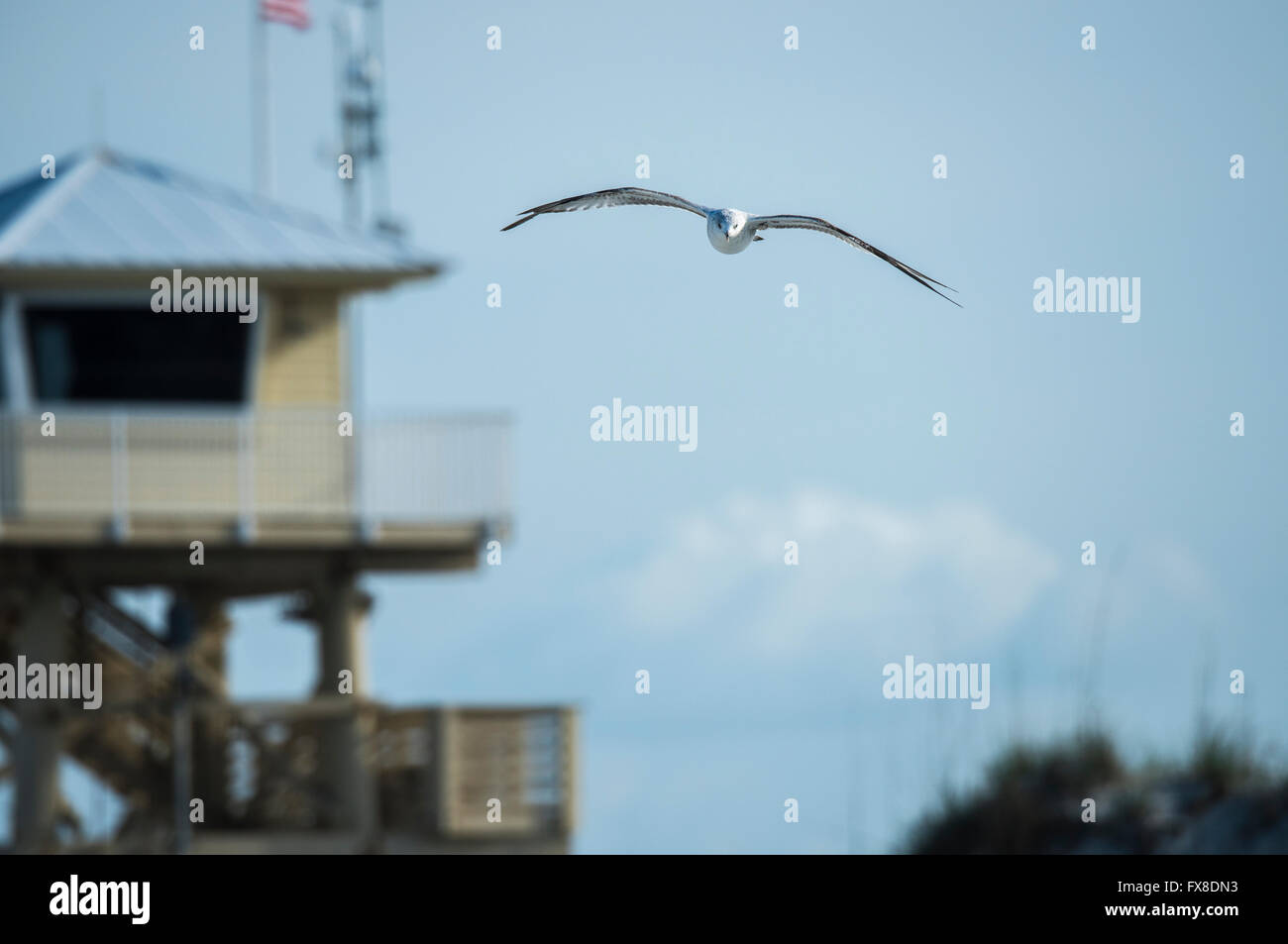 Flying Ring-Billed immaturi Gabbiano con la vita stazione di guardia in background Foto Stock