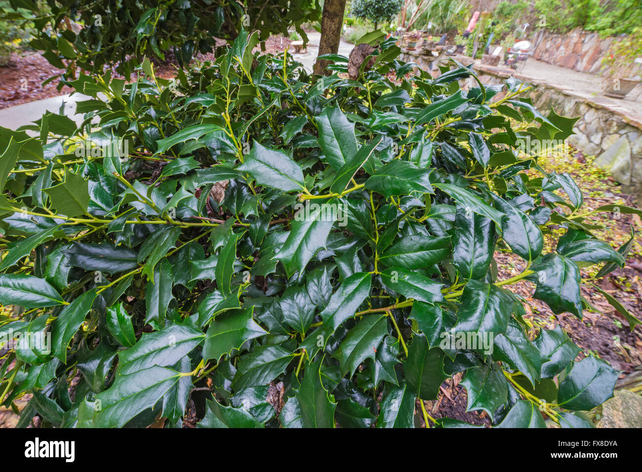 Florida spring garden festival. Evergreen holly impianto. Foto Stock