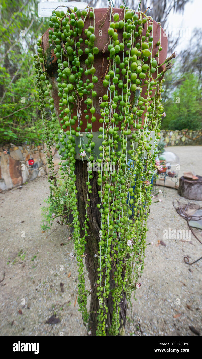 Florida spring garden festival. Stringa di perline o pianta Senecio rowleyanus è un Asteraceae. Foto Stock