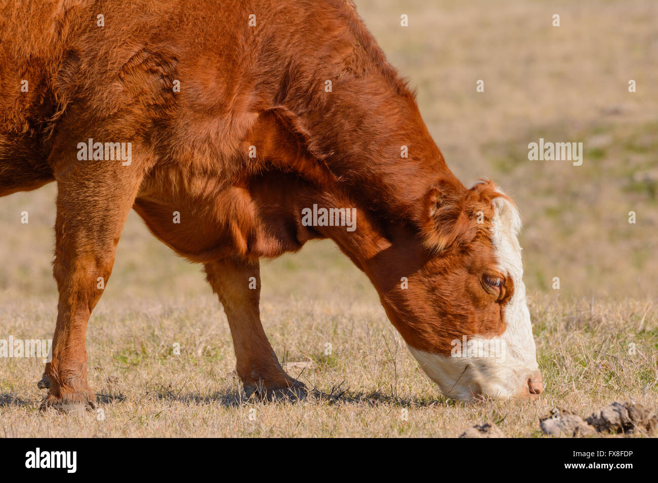Hereford pascolo di vacca con la testa in giù mentre rivolta verso destra la pelliccia rossastra Foto Stock
