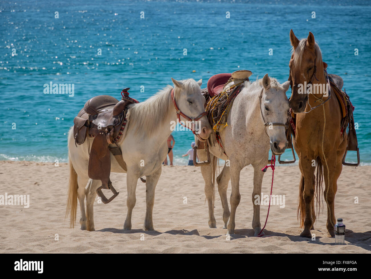 Cavalli su una spiaggia messicana in appoggio mentre sono in attesa per turisti in giro. Foto Stock
