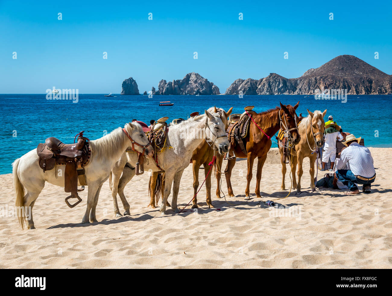 Cabo San Lucas, Messico- Aprile 27/2016 : UN messicano vaquero tende ad i suoi cavalli su un villaggio sulla spiaggia di Cabo San Lucas. Foto Stock
