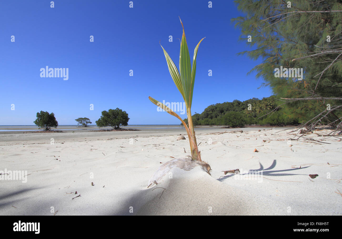 Una noce di cocco, Cocos nucifera, germina su una spiaggia di sabbia bianca nel lontano Nord Queensland, Australia Foto Stock