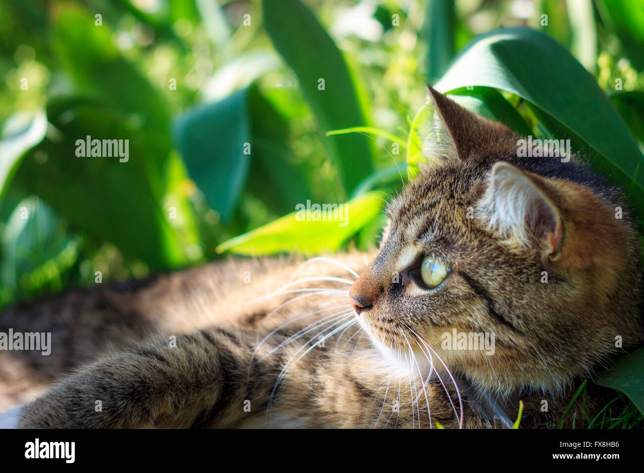 Gatto sdraiato in erba e fiori guardando a sinistra. Il verde delle foglie in background con spazio di copia Foto Stock