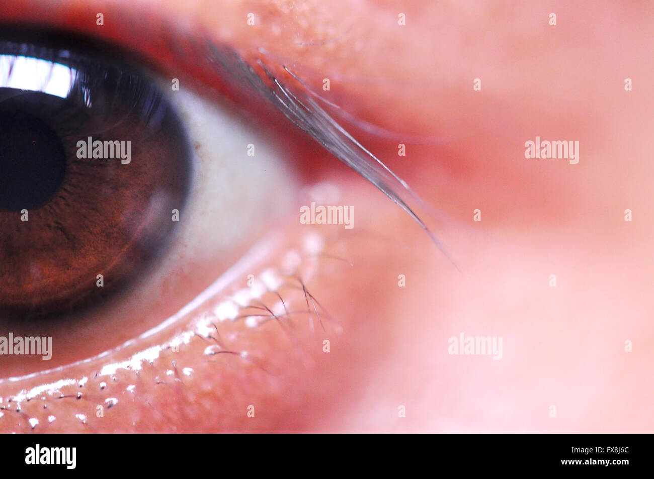 Indonesiano pupilla degli occhi Foto Stock