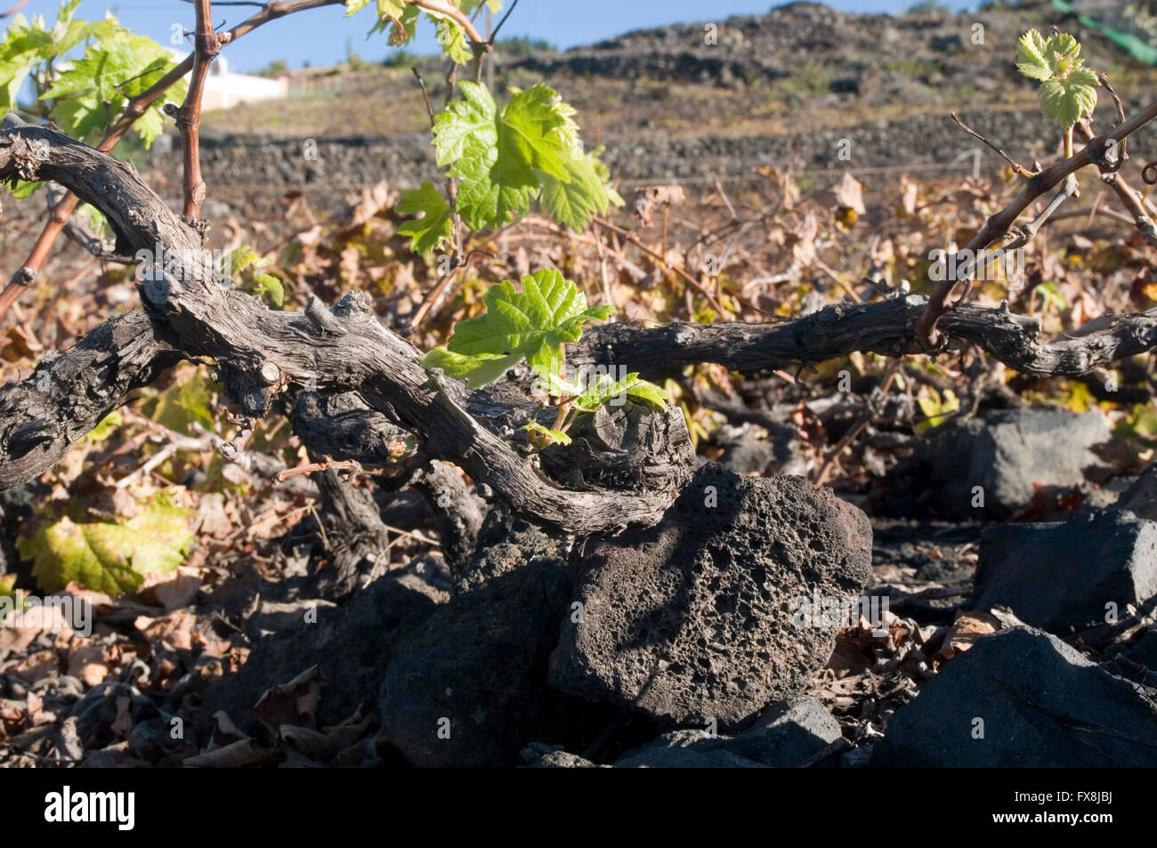 I vitigni vitigno vitigno Erbaluce vigneti vigna Canary Islands Isola Canarie isola isles bassa corte su una collina sid Foto Stock