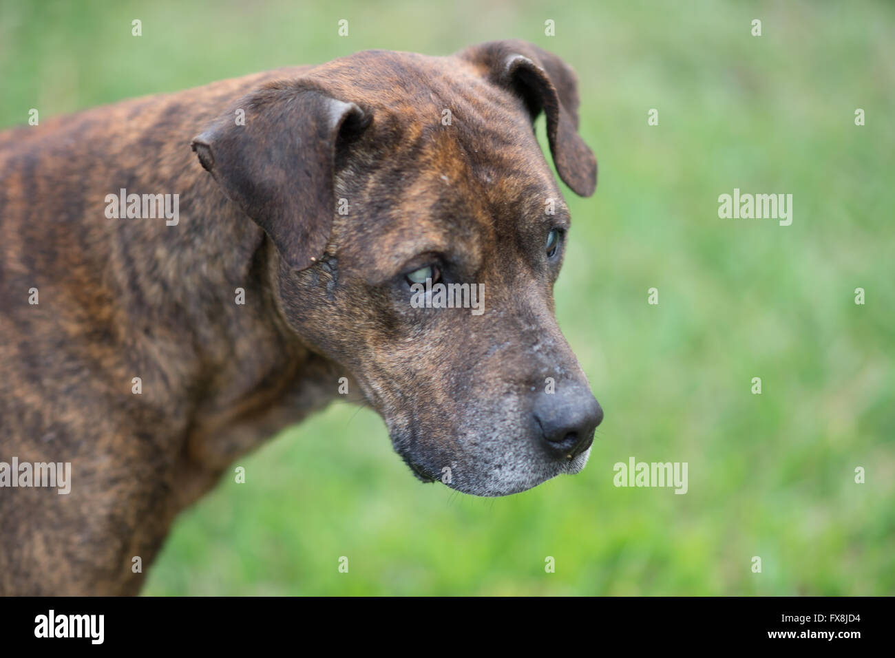 Ritratto di profilo di un cieco cane di razza pitbull Foto Stock