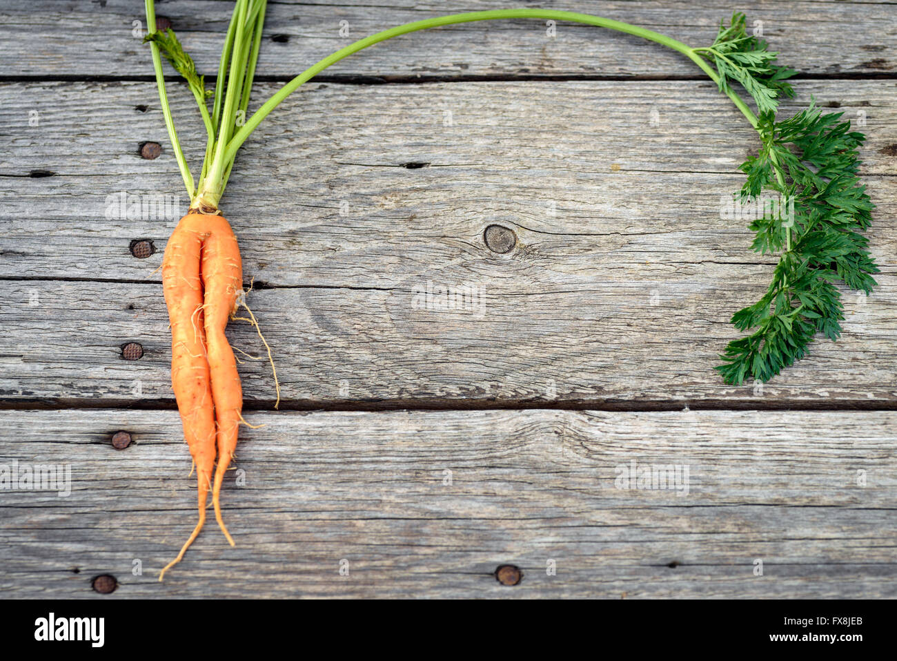 Alla moda di brutto organic baby carota da casa letto giardino fienile su tavola di legno, australiano cresciuto. Foto Stock