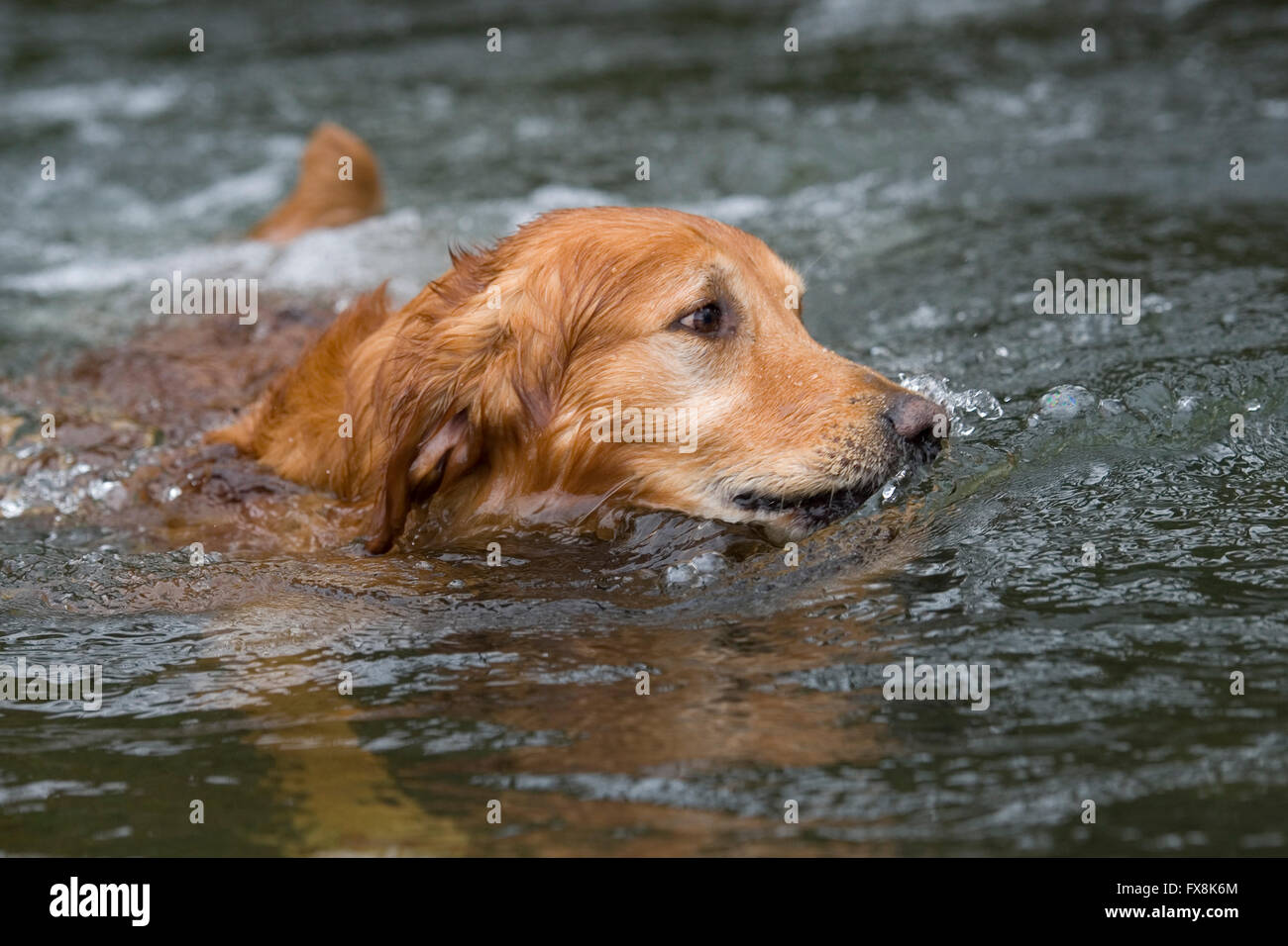 Il golden retriever nuoto Foto Stock
