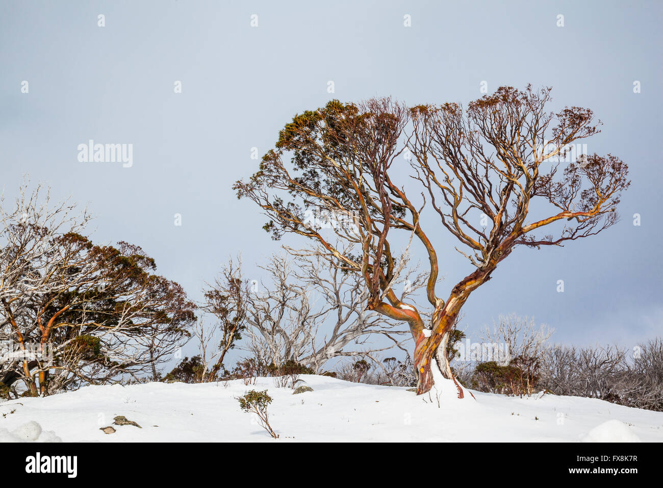 Australia, Nuovo Galles del Sud, montagne innevate, Kosciusko National Park, gomme da neve, Eucalyptus pauciflora Foto Stock