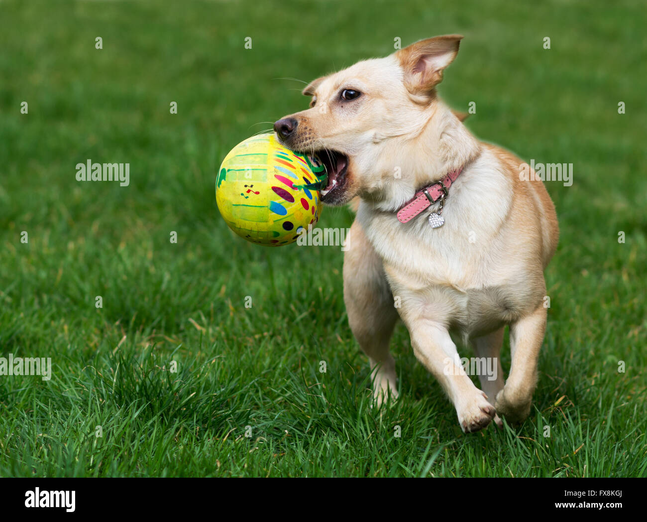 Happy dog correre e giocare con una palla nel parco Foto Stock