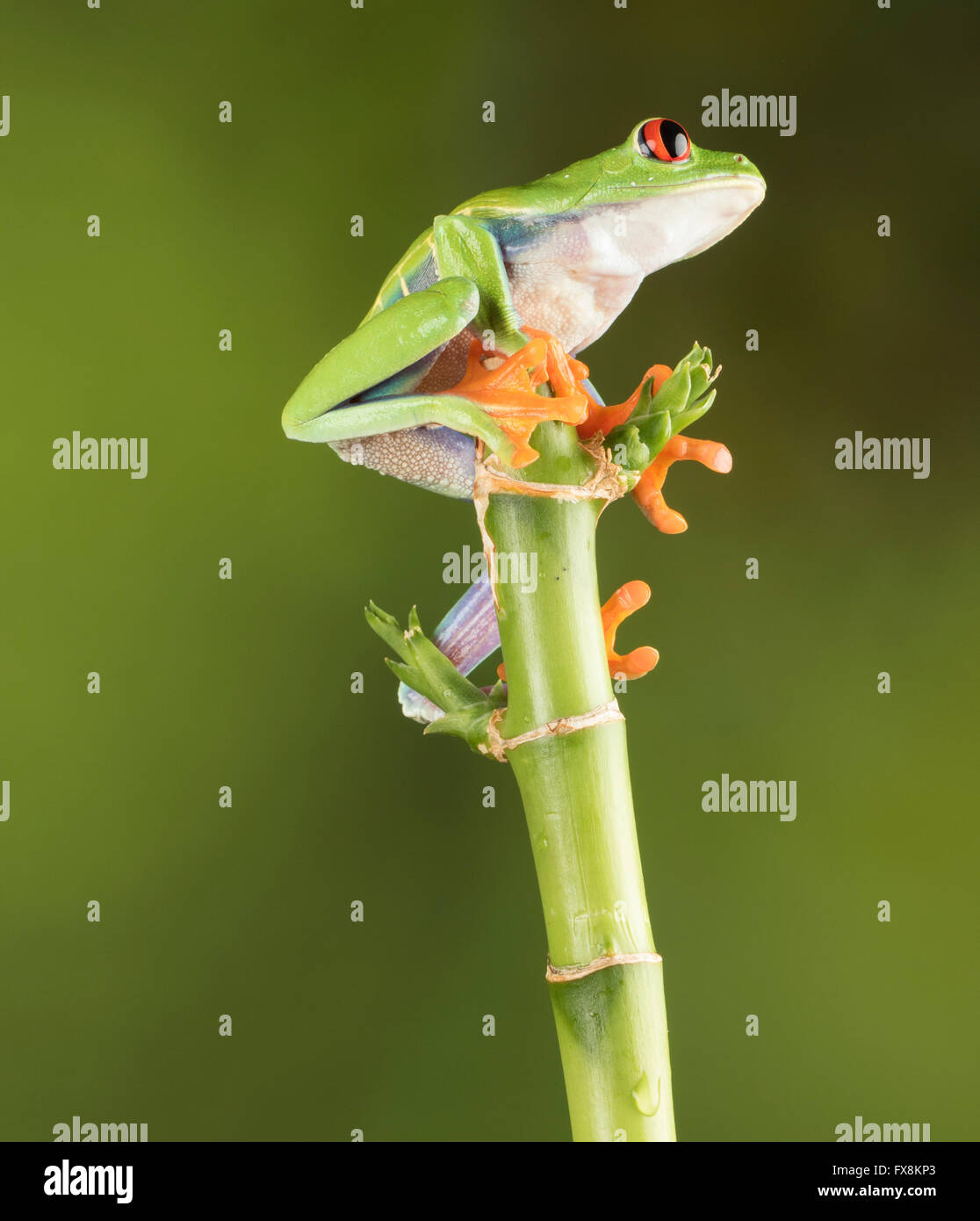 Con gli occhi rossi raganella seduta sul ramo Foto Stock