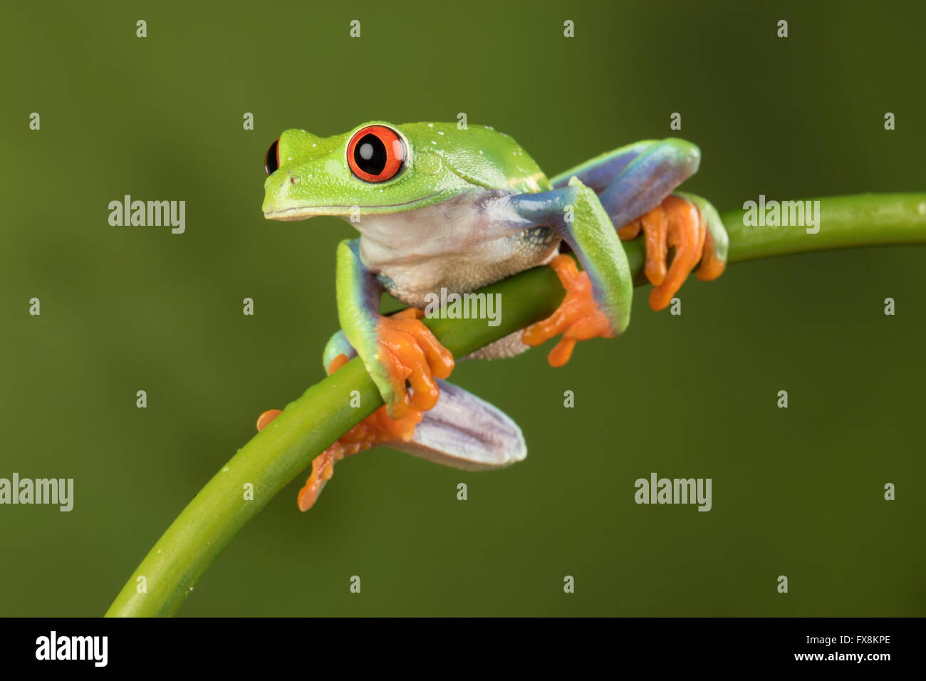 Con gli occhi rossi Raganella seduto su un ramo di bambù con sfondo verde - studio immagine Foto Stock