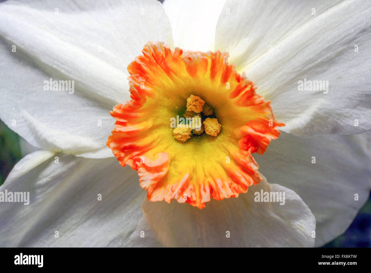 Fiore di narciso. Foto Stock