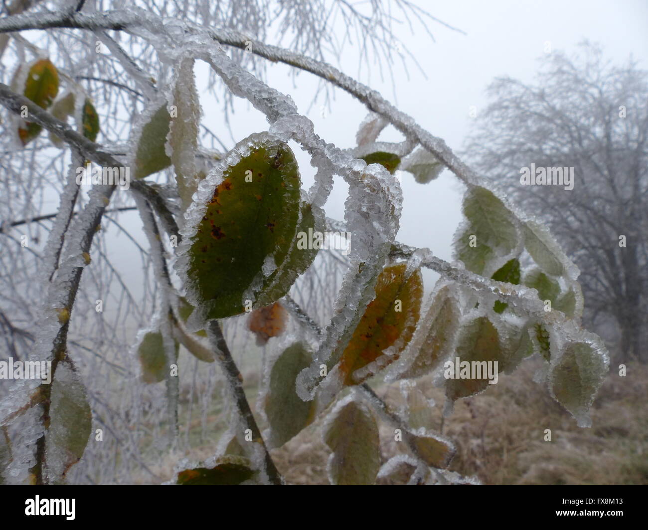 Il Ghiaccio coperto di foglie di albero Foto Stock