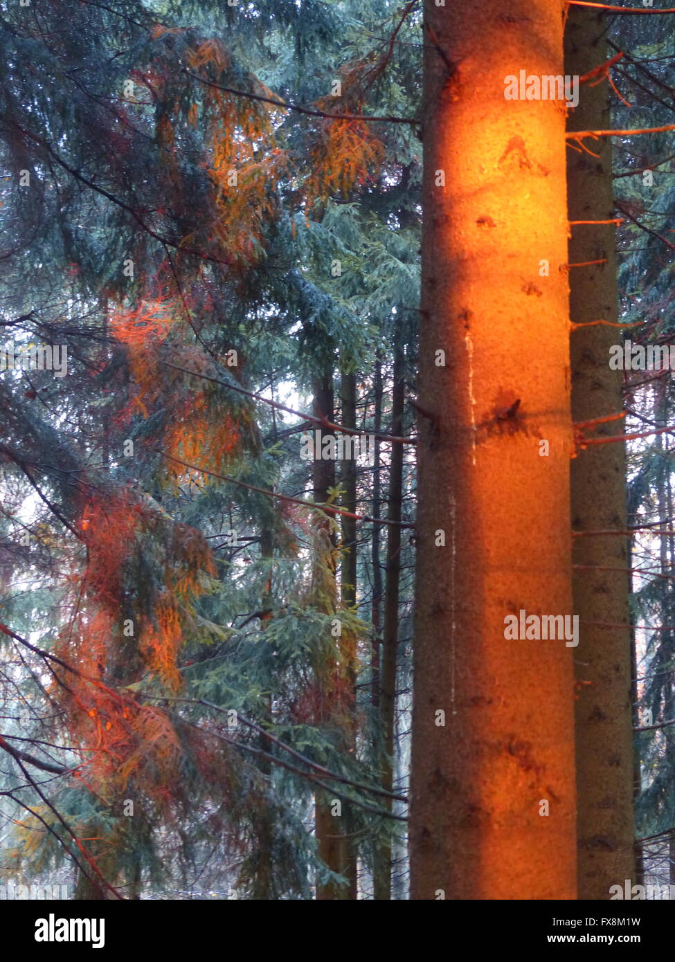 Spruce tronco di albero illuminato dal sole di setting Foto Stock