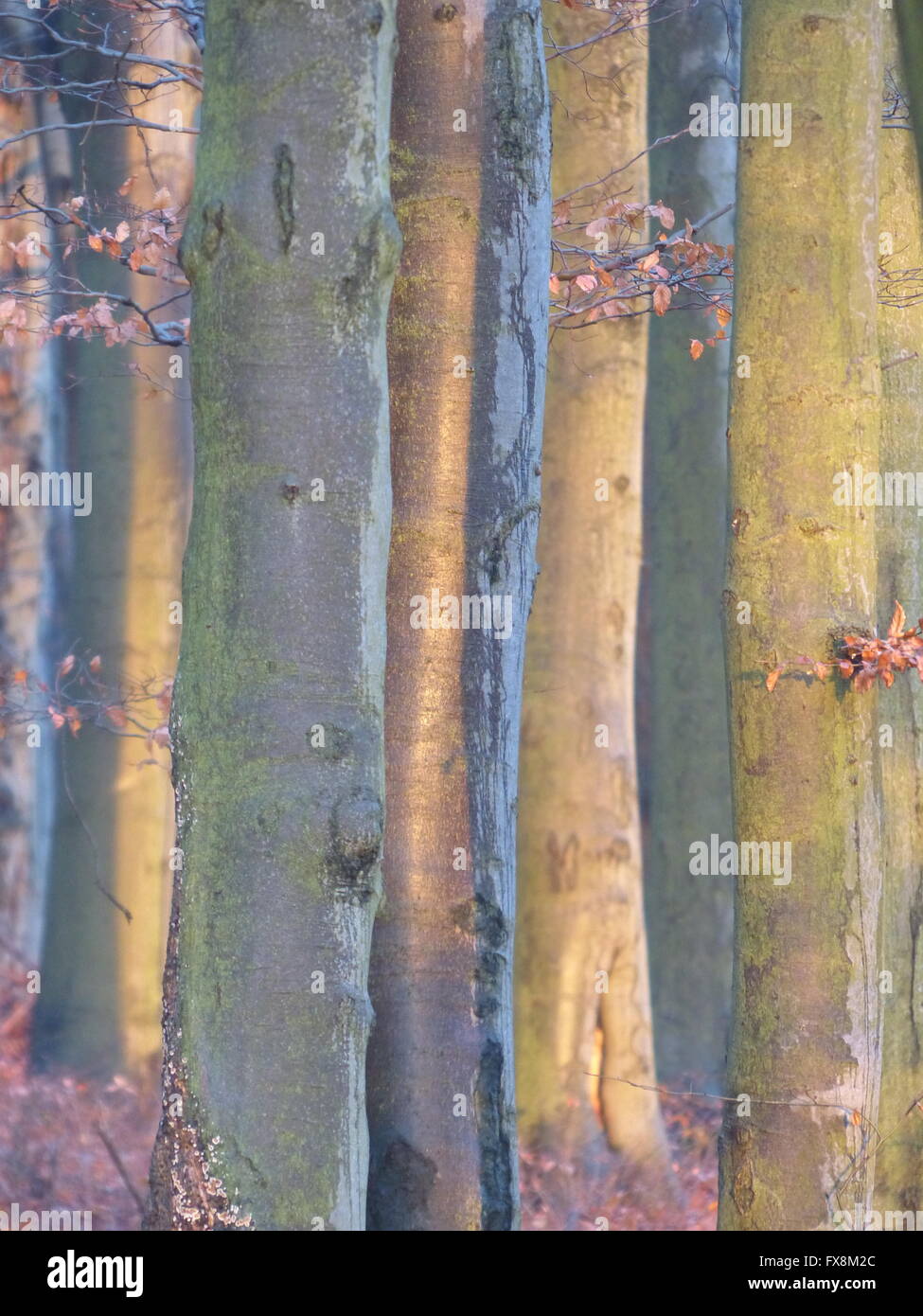 Faggi illuminata dal sole di setting Foto Stock