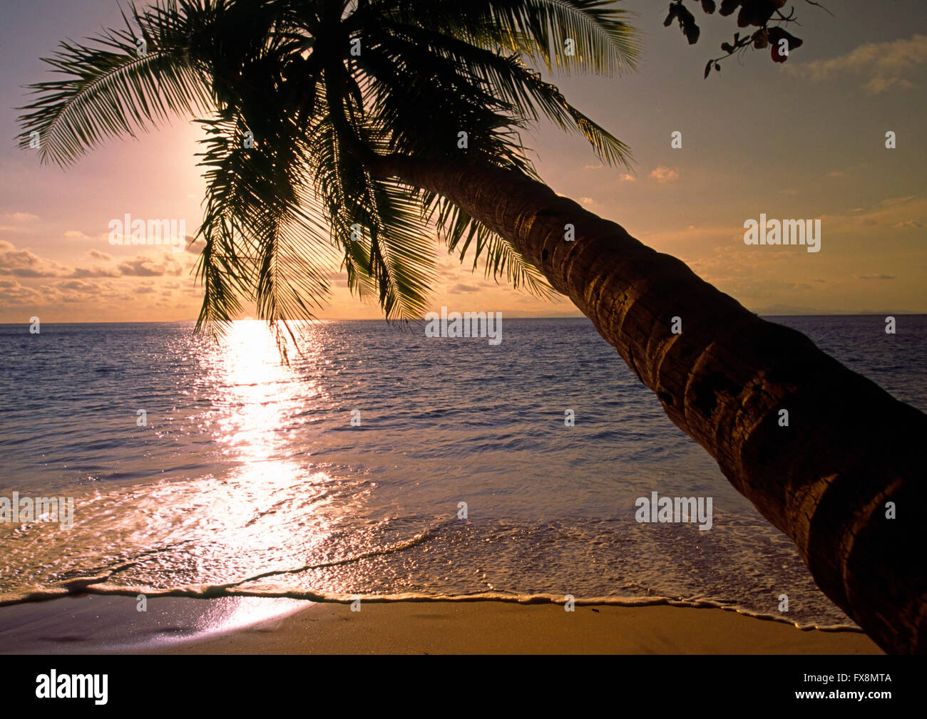 Palm Tree sulla spiaggia di Punta Leona beach, Pacific Coast, Costa Rica Foto Stock