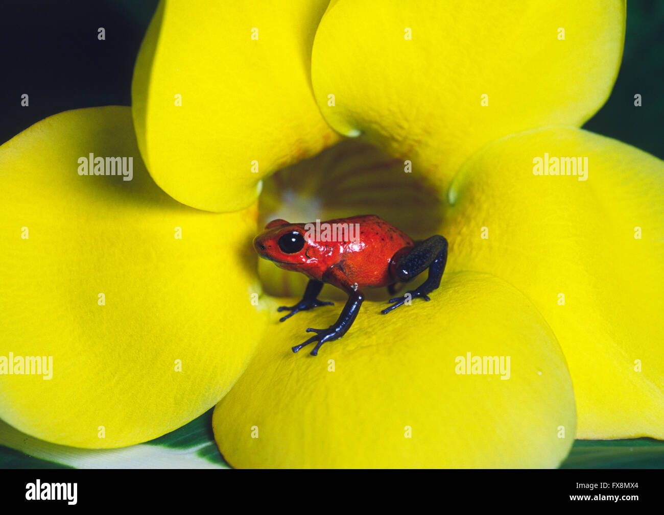 Una fragola veleno rana o strawberry poison dart (rana Oophaga pumilio, precedentemente Dendrobates pumilio) Foto Stock