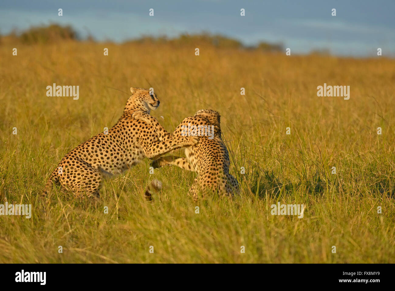 Due ghepardi, i fratelli o gemelli, giocare in praterie del Masai Mara in Kenya, Africa Foto Stock