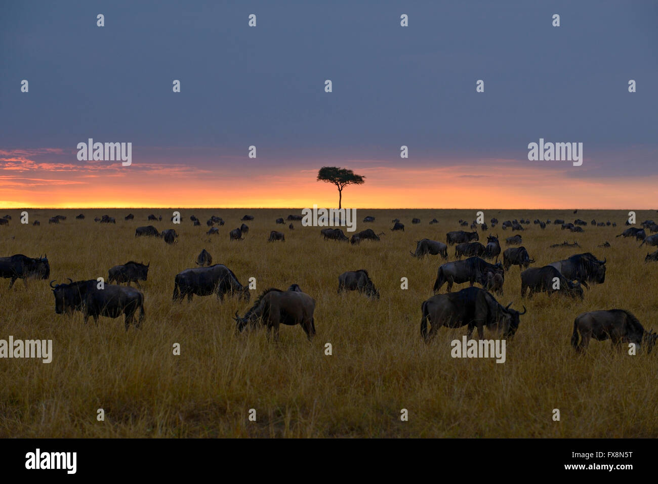 Blu retroilluminato Gnu mandrie al tramonto nel Masai Mara durante la grande migrazione annuale nelle praterie del Masai Mara Foto Stock