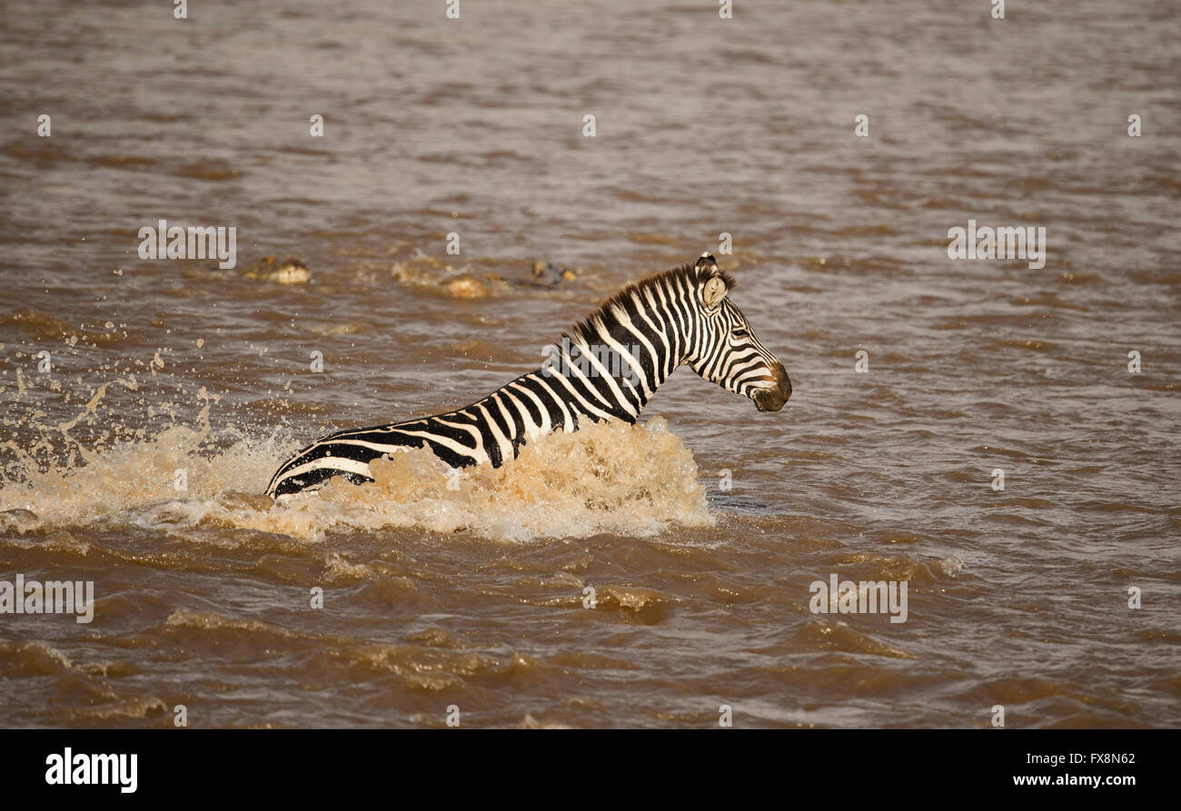 Crocodile attaccando le zebre in acqua mentre attraversando il fiume Mara durante la grande migrazione annuale nel Masai Mara, Africa Foto Stock
