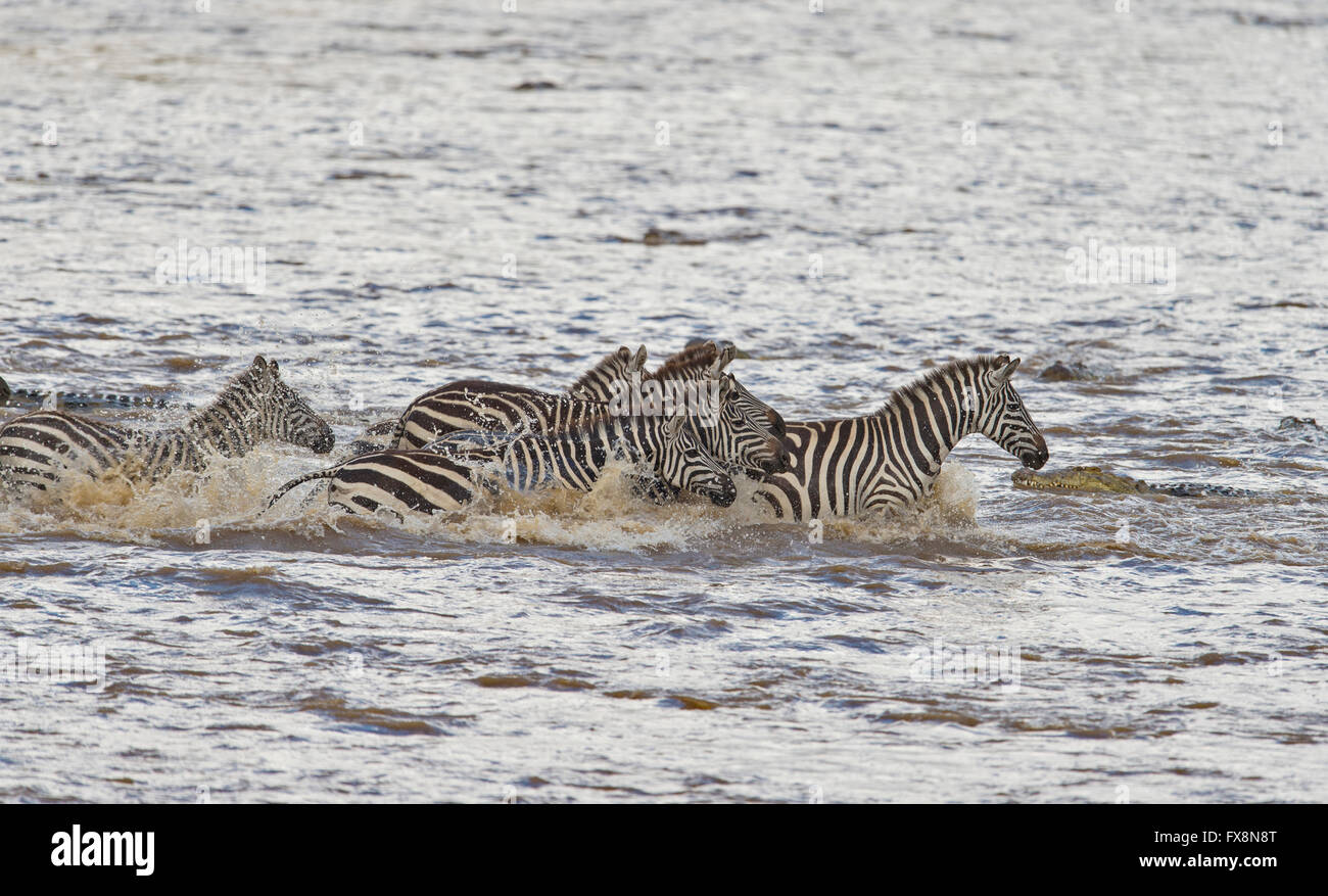 Una mandria di pianura zebre attraversando il fiume Mara durante la grande migrazione annuale nel Masai Mara, Africa Foto Stock