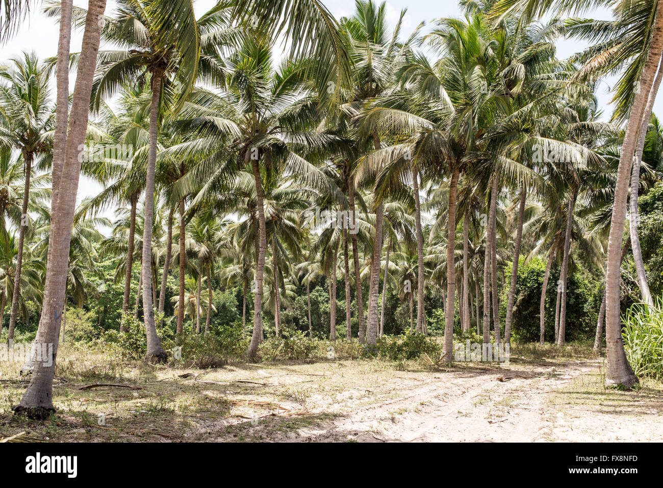Sandy sterrato attraversando una palma da cocco forest Foto Stock