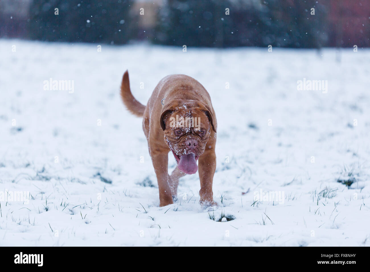 Ritratto di Bordeauxdog, è un grande francese Mastiff razza a tempo di inverno Foto Stock