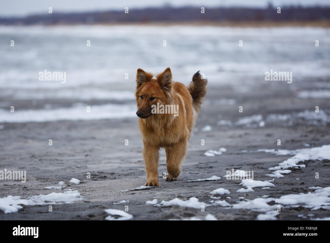 Walking wild cane rosso in inverno Foto Stock