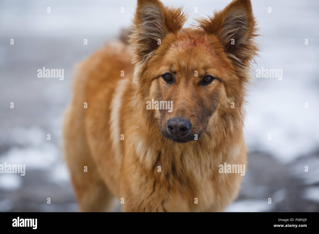 Walking wild cane rosso in inverno Foto Stock