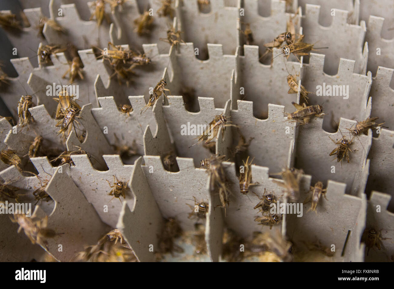 La produzione su larga scala di insetti commestibili (grilli) in Olanda Foto Stock